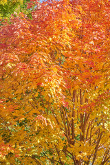  Tree in Alexander Muir Memorial Gardens.
