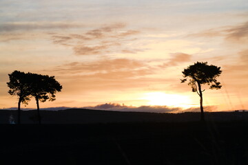 Scots Pine Tree Silhouette in the morning sunrise