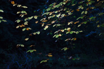 Fototapeta na wymiar Autumn Leaves in the sun