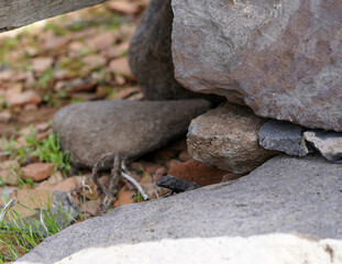 The head of a unique black lizard can be seen in the stone.