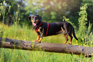 Dachshund dog balancing on the log