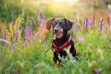 Outdoor portrait of a dachshund dog in floral meadow