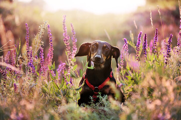 Pretty dachshund dog in the meadow flowers