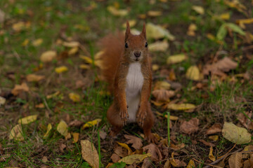 red squirrel looking at the camera close-up front view of a squirrel sitting on its hind legs in the middle of yellow fallen leaves on green grass	
