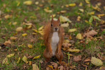 red squirrel looking at the camera close-up front view of a squirrel sitting on its hind legs in the middle of yellow fallen leaves on green grass