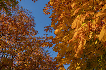 bottom view of a tree with yellow and orange maple and chestnut leaves against a blue sky in autumn