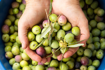 delicious Spanish olives