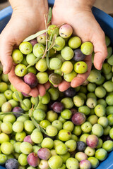 delicious Spanish olives