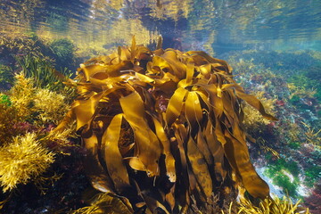 Algae in the ocean, golden kelp seaweed, Laminaria ochroleuca, underwater scene, Eastern Atlantic, Spain - obrazy, fototapety, plakaty