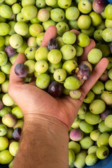 delicious Spanish olives