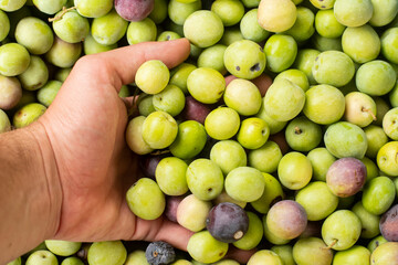 delicious Spanish olives