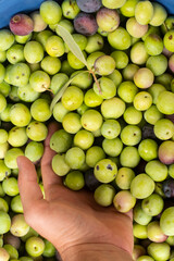 delicious Spanish olives