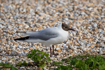Black headed gull.
