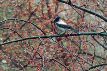 Side view, Lonely bird raven walks on branch of flowering tree in rainy weather.