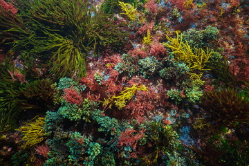 Naklejka na ściany i meble Colorful ocean floor covered by various algae seen from above, natural underwater scene, Atlantic ocean, Spain, Galicia