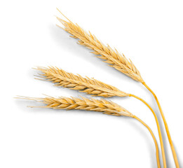 Closeup of Golden Barley , Wheat Plants