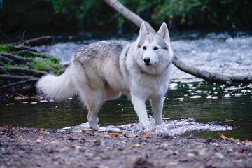 Wolfdog by the River