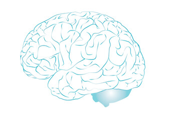 Brain
