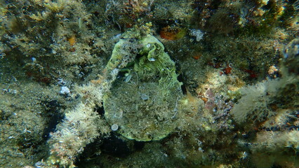 Naklejka na ściany i meble Seashell of bivalve mollusc Thorny oyster (Spondylus gaederopus) on sea bottom, Aegean Sea, Greece, Halkidiki 