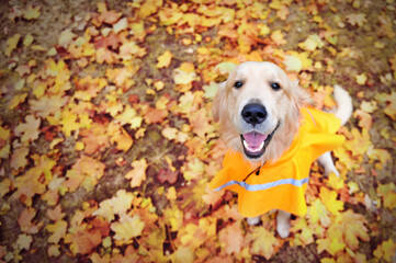 Top view of a golden retriever at fall leafs background