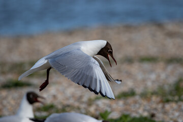 Black headed gull.