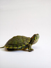 turtle on a white background