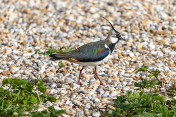 Lapwing on the beach (Vanellus vanellus).