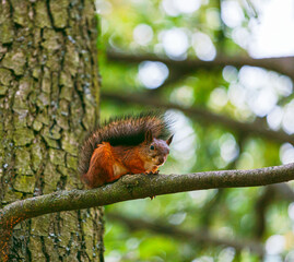 A red, adult squirrel with a fluffy tail in an autumn park sits on a branch in an autumn park. Animals in the city park. Blurred background, selective focus.