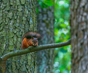 A red, adult squirrel with a fluffy tail in an autumn park sits on a branch in an autumn park. Animals in the city park. Blurred background, selective focus.