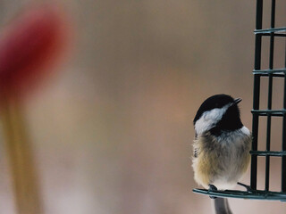 Bird on a feeder