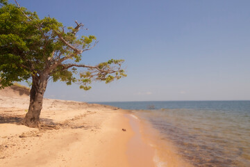 Lonely tree, desert beach by the Tapajós River.