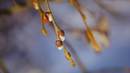 Spring buds on a branch