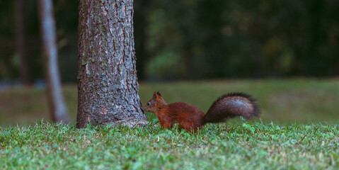 A squirrel with a fluffy tail in an autumn park in search of nuts. Animals in the city park.