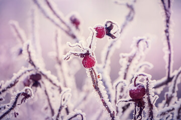 Soft scenic nature Winter poster