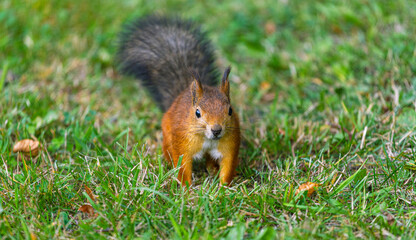Naklejka na ściany i meble A red, adult hungry squirrel with a fluffy tail in an autumn park sits on the green grass in an autumn park. Animals in the city park. Blurred background, selective focus.