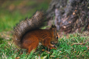 A squirrel with a fluffy tail in an autumn park in search of nuts. Animals in the city park.