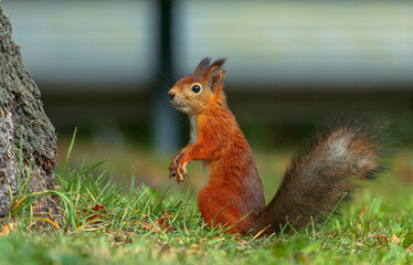 Portrait of a red squirrel with a fluffy tail in an autumn park. A squirrel in the park is sitting on its hind legs, and is hiding in close-up. Animals in the city park. Blurred background. 