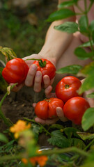a young girl harvests a tomato crop in the backyard in the home garden. close-up hands, concept of organic farming, home vegetable garden, clean food