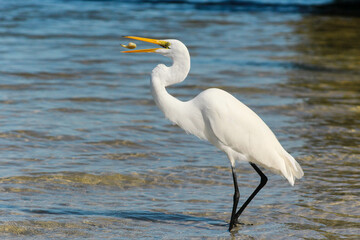 great egret eating shrimp