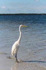 great egret on the beach