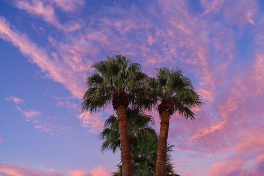 Palm trees shown against pink clouds and blue skies at dawn.