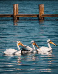 pelicans on the water by the dock