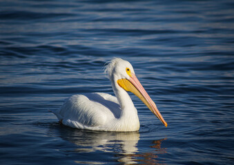 Fototapeta na wymiar pelican on the water