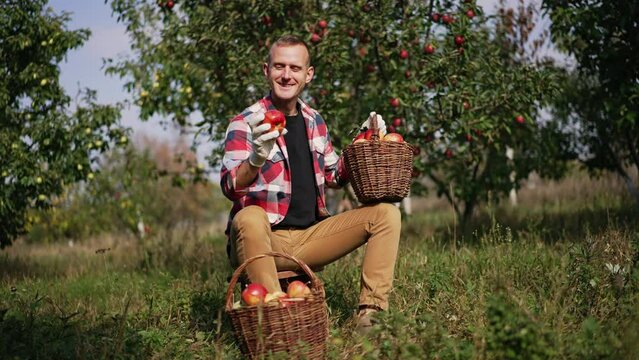 Jolly mid aged male farmer checks up apples from his garden. Man sits on a tabouret and sorts apples in the baskets. Sunny garden at background.