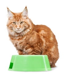 Cute red cat and food bowl on white