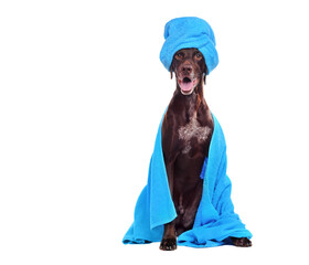 Beautiful hunter dog wrapped in blue towel isolated on white background