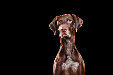 Front view head portrait of a pointer dog in a black studio