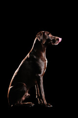 Full legth picture of a hungry pointer dog in a black studio