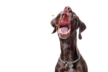 Funny pointer dog catching food isolated on white