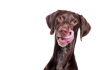 Head portrait of a pointer dog showing his tongue being hungry
